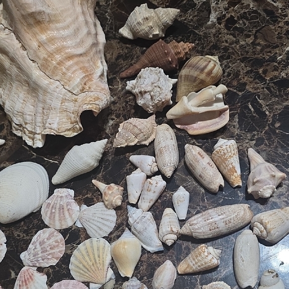 Large Seashell Collection - Picture 6 of 6